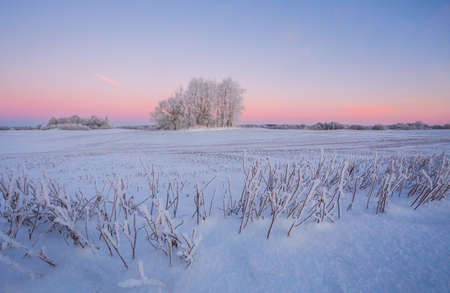 Cold winter landscape with morning light, frozen trees and snow cover, snowy winter, northの写真素材