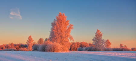 Cold winter morning with red sunlight and frost cover on the trees, extremely cold winter conditionsの写真素材