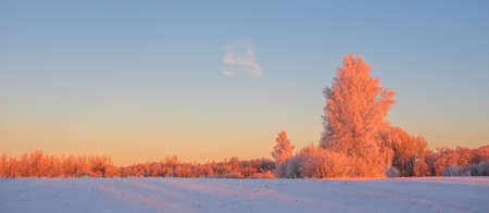 Cold winter morning with red sunlight and frost cover on the trees, extremely cold winter conditionsの写真素材