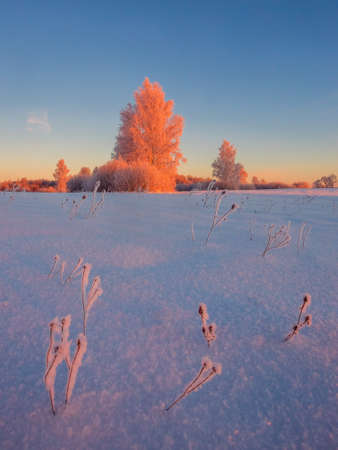 Cold winter morning with red sunlight and frost cover on the trees, extremely cold winter conditionsの写真素材