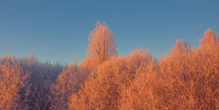 Cold winter morning with red sunlight and frost cover on the trees, extremely cold winter conditionsの写真素材