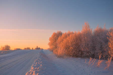 Cold winter morning with red sunlight and frost cover on the trees, extremely cold winter conditionsの写真素材