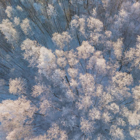 Aerial view of a winter snow-covered forest. Winter forest abstract texture. Aerial drone view of a winter landscape. Aerial photography.の写真素材