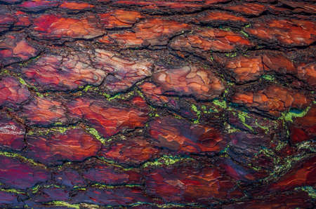 Red old tree rough bark. Trunk texture contrasts in sunny daylight.の写真素材