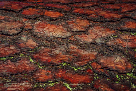 Red old tree rough bark. Trunk texture contrasts in sunny daylight.の写真素材