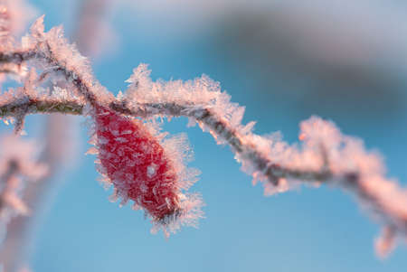 Frost-covered red rose berries on a blurred blue backgroundの写真素材