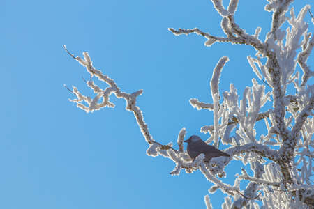 Jackdaw - Coloeus monedula on a frosty branches at winterの写真素材