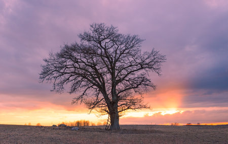 Beautiful view of large lonely burr oak tree at sunset in Lithuaniaの写真素材