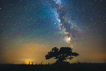 Night sky aesthetics, night sky stars with old oak tree in the background, beautiful night view at a roadtripの写真素材