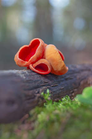 Sarcoscypha austriaca - a saprobic rare nonedible fungus known as the scarlet elfcup. Beige mushroom cups scarlet inside growing on a fallen tree branch between rotten leaves. Early spring in woods.の写真素材