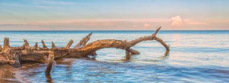 Storm broken tree on the Baltic sea coast, Kolka, Latviaの写真素材