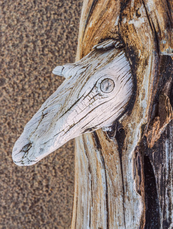 Old wood background, root, root grain, root woodの写真素材