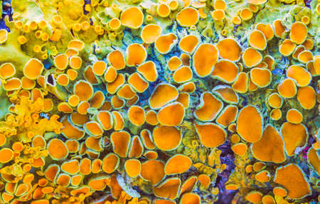 Yellow maritime sunburst lichen - Xanthoria parietina - backgroundの写真素材
