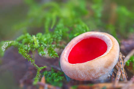 Sarcoscypha austriaca - a saprobic rare nonedible fungus known as the scarlet elfcup. Beige mushroom cups scarlet inside growing on a fallen tree branch between rotten leaves. Early spring in woods.の写真素材