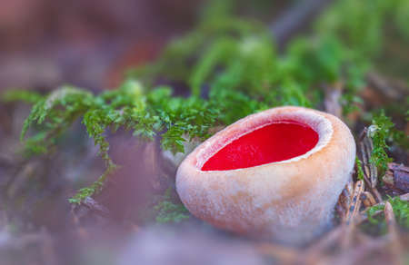 Sarcoscypha austriaca - a saprobic rare nonedible fungus known as the scarlet elfcup. Beige mushroom cups scarlet inside growing on a fallen tree branch between rotten leaves. Early spring in woods.の写真素材