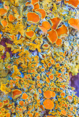 Yellow maritime sunburst lichen - Xanthoria parietina - backgroundの写真素材