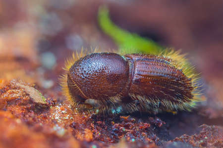 The European spruce bark beetle - Ips typographusの写真素材