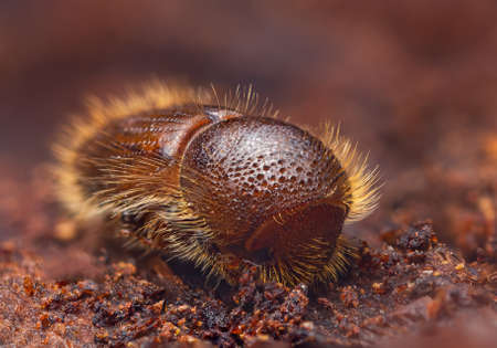The European spruce bark beetle - Ips typographusの写真素材