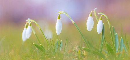First spring flower - snow drops, bright background with flowersの写真素材