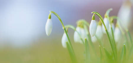 First spring flower - snow drops, bright background with flowersの写真素材