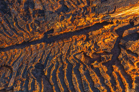 The European spruce bark beetle. Traces of a pest on a tree barkの写真素材