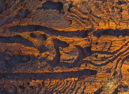 The European spruce bark beetle. Traces of a pest on a tree barkの写真素材