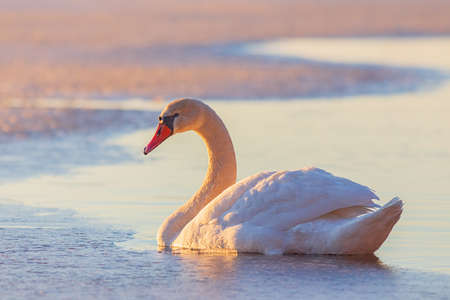 Common european wild big bird mute swan, Cygnus olor, evening light with birdの写真素材