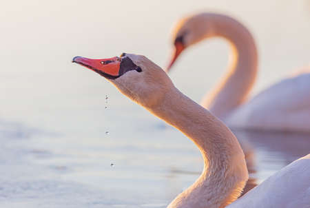 Common european wild big bird mute swan, Cygnus olor, evening light with birdの写真素材