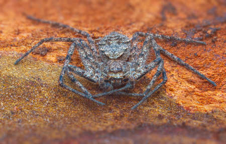 Spider Philodromus margaritatus, The Lichen Running Spiderの写真素材