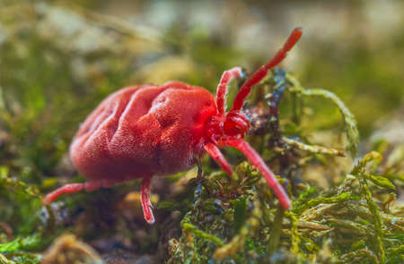 Velvet Mite - Trombidium holosericeum walking on a treeの写真素材