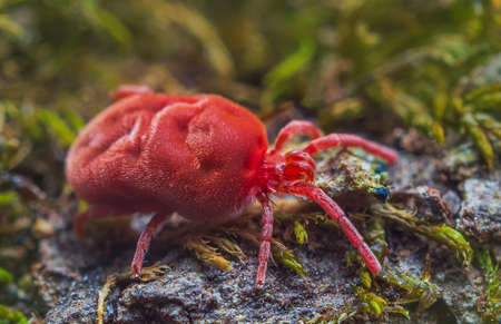 Velvet Mite - Trombidium holosericeum walking on a treeの写真素材