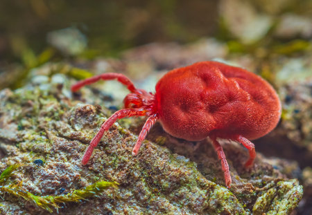 Velvet Mite - Trombidium holosericeum walking on a treeの写真素材