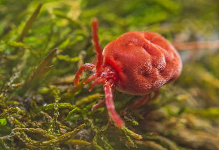 Velvet Mite - Trombidium holosericeum walking on a treeの写真素材