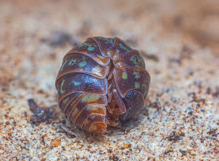 Closeup of a rolled up common pill-bug, Armadillidium pulchellumの写真素材