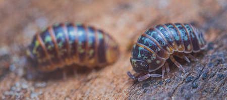 Closeup of a common pill-bug, Armadillidium pulchellumの写真素材
