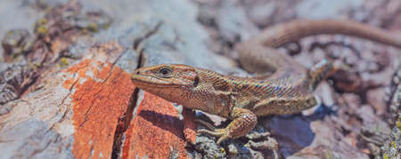 Common Lizard, Lacerta vivipara, single animalの写真素材