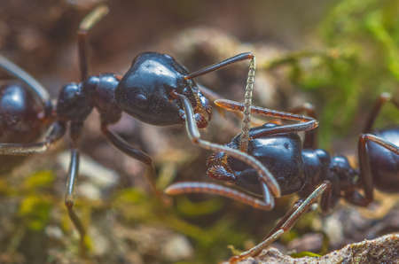 Jet black ants Lasius fuliginosus . Workers in the family Formicidae, communication between antsの写真素材