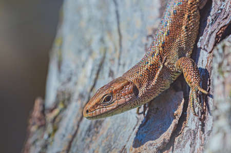 Common Lizard, Lacerta vivipara, single animal at sunshineの写真素材