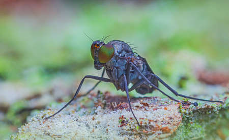 Adult Long-legged Fly of the Family Dolichopodidaeの写真素材