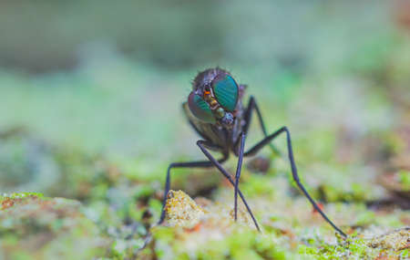Adult Long-legged Fly of the Family Dolichopodidaeの写真素材