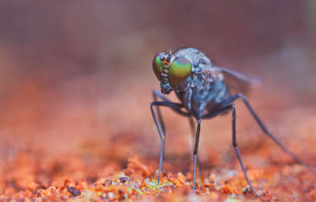Adult Long-legged Fly of the Family Dolichopodidaeの写真素材