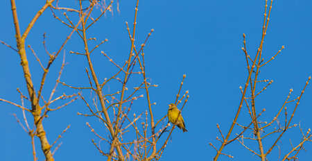 European greenfinch - Chloris chloris on a branch st spring