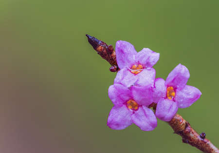 Blooming daphne mezereum, purple bloom of a Mezereonの写真素材