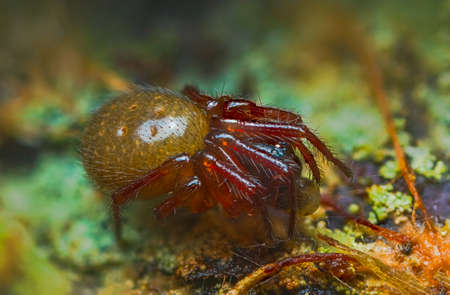 Close up spider photo of Genus Robertus spiderの写真素材