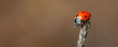 Ladybug sitting on abranch warm spring day