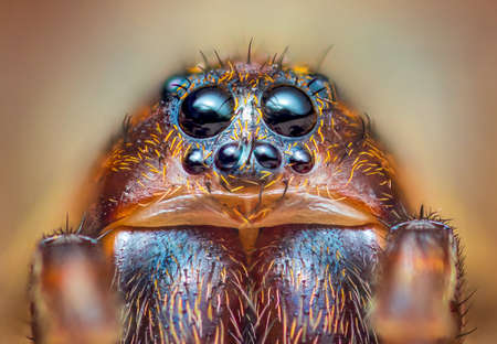 Scary portrait of Ground wolf spider, Trochosa terricola, close up macro photoの写真素材