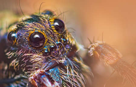 Scary eyes of Thin-legged Wolf Spider - Genus Pardosa, close up detailed focus stacked photoの写真素材
