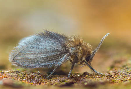 Trickling Filter Fly - Psychoda alternata, its commonly known as the trickling filter fly or drain flyの写真素材