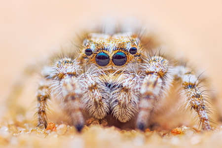 Spider portrait, jumping spider portrait - Yllenus arenariusの写真素材