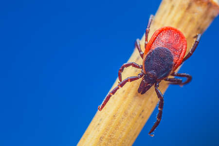Tick on a plant straw on a blue sky backgroundの写真素材